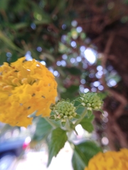 Lantana × hybrida