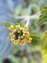 Lantana × hybrida