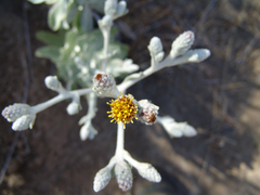 Hazardia detonsa