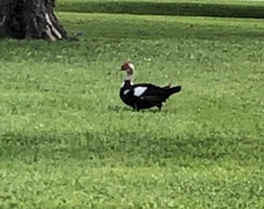 Cairina moschata domestica