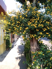 Lantana × hybrida