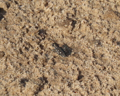 Cicindela ocellata rectilatera