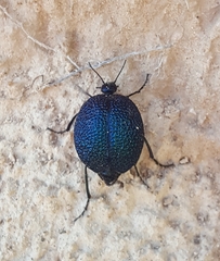 Cysteodemus wislizeni