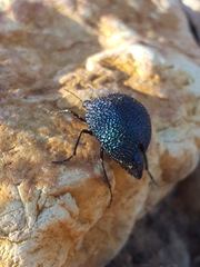 Cysteodemus wislizeni