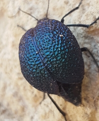 Cysteodemus wislizeni