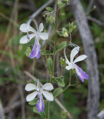 Trichostema arizonicum