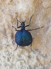 Cysteodemus wislizeni