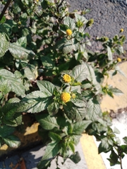 Bidens pilosa pilosa