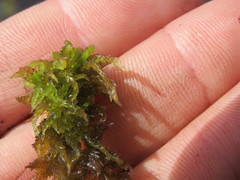 Subsecunda