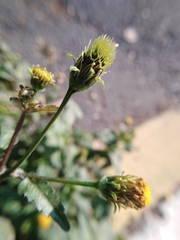 Bidens pilosa pilosa