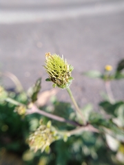 Bidens pilosa pilosa