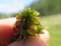 Subsecunda