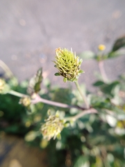 Bidens pilosa pilosa