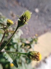 Bidens pilosa pilosa