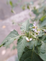 Solanum americanum
