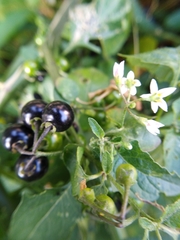 Solanum americanum