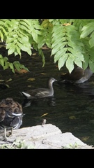 Gallinula chloropus