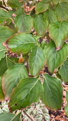 Cornus kousa