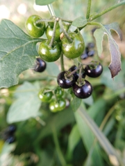 Solanum americanum
