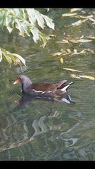 Gallinula chloropus