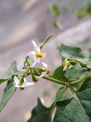 Solanum americanum