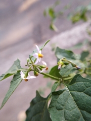 Solanum americanum