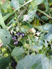 Solanum americanum