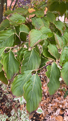 Cornus kousa