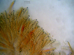 Ascocoryne lilacina