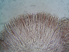 Ascocoryne lilacina