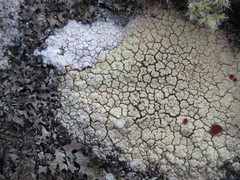 Pertusaria corallina
