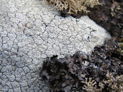Pertusaria corallina