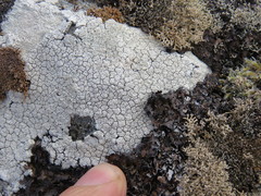 Pertusaria corallina