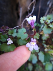 Cymbalaria muralis