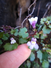 Cymbalaria muralis