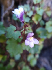 Cymbalaria muralis