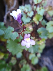 Cymbalaria muralis