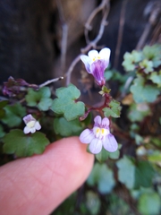 Cymbalaria muralis