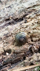 Gastrodontidae