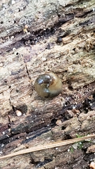 Gastrodontidae