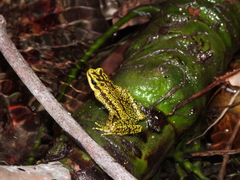 Atelopus cruciger