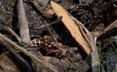 Polistes fastidiosus