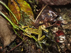 Atelopus cruciger
