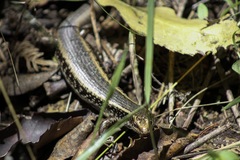 Oligosoma kokowai