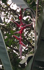 Heliconia griggsiana