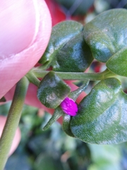 Mesembryanthemum cordifolium