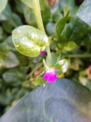 Mesembryanthemum cordifolium