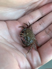 Romaleon antennarium