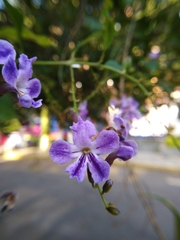 Duranta erecta
