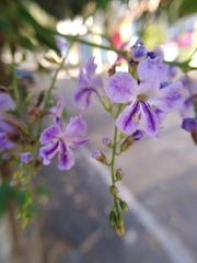 Duranta erecta